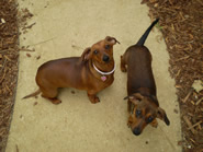 Bella and Snickers